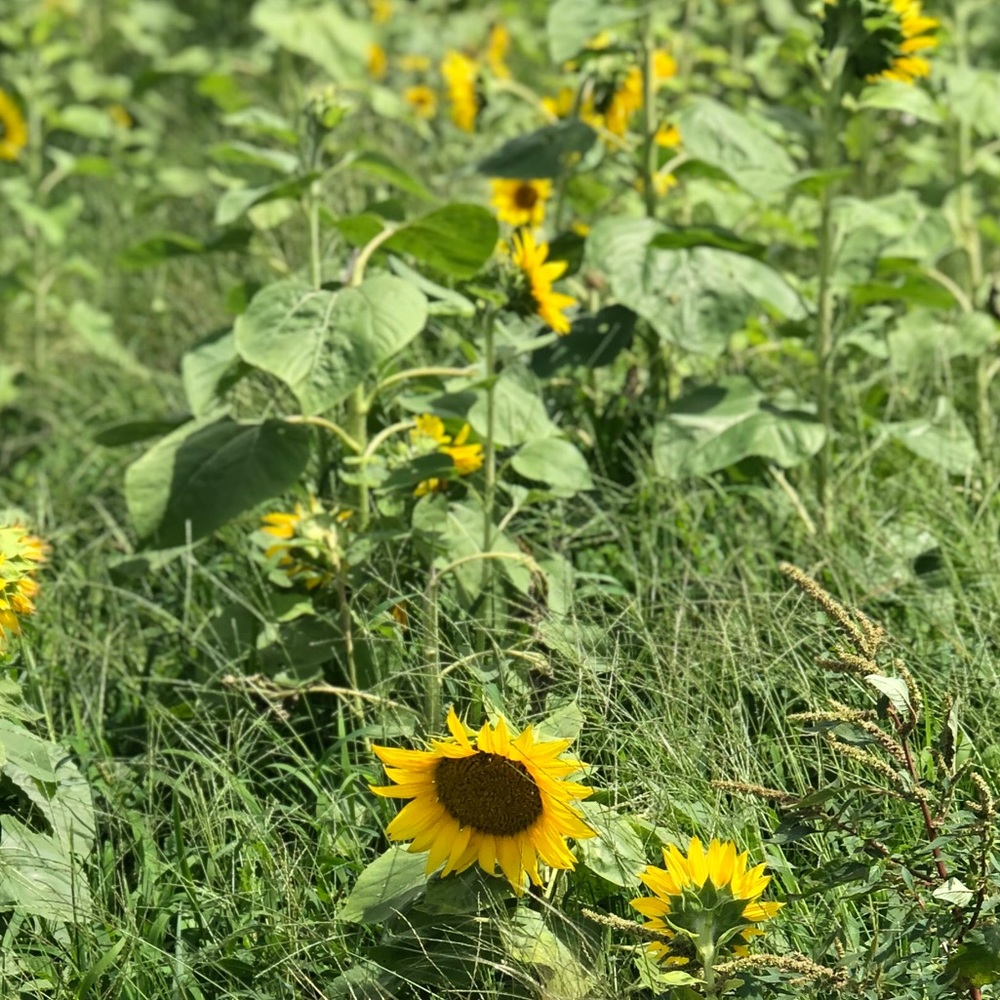 Meet your Posher, Carissa